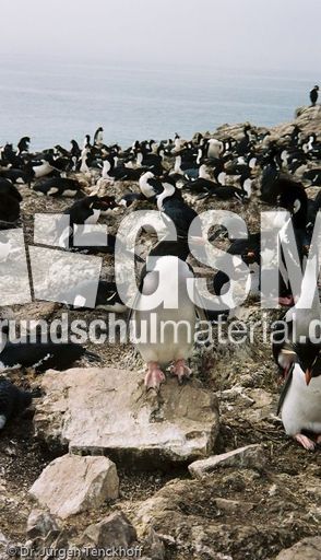 Felsenpinguine (02 von 40).jpg